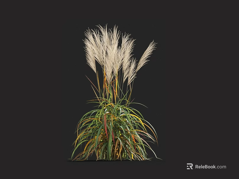 Ornamental Grass With White Feathery Plumes And Green Leaves With Yellow Red Edges 3d model 