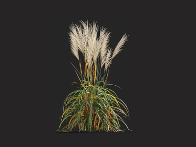 Ornamental Grass With White Feathery Plumes And Green Leaves With Yellow Red Edges 3d model