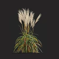 Ornamental Grass With White Feathery Plumes And Green Leaves With Yellow Red Edges