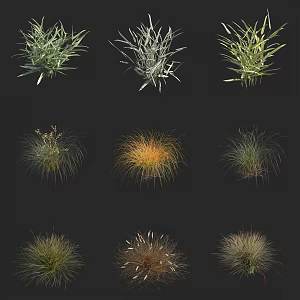 Pennisetum Dogtail Grass Mouse Thatched Phalaris arundinacea Chunyin Grass Reed Flower Grass Silver Edge Grass Flower Reed Bamboo 3d model