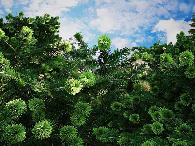 Lush Green Shrubs With Dense Foliage Under Blue Sky And White Clouds 3d model
