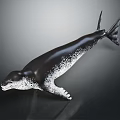 Black and white spotted seal in lifelike swimming posture against dark background