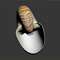 Nautilus Shell With Orange And White Stripes In Spiral Shape On Shiny Surface
