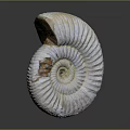 Modern Conch Bone Snail Field Snail 3d model