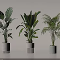 Different Tropical Leaf Potted Plants With Gray Modern Pots And Lush Green Foliage
