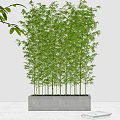 Bamboo Bonsai Potted Plant in White Rectangular Planter with Green Leaves and Gray Wall