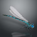 Blue and Black Damselfly With Transparent Wings Perched On Smooth Black Surface With Reflection