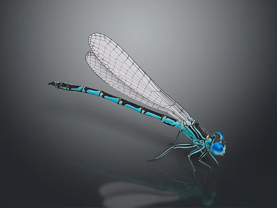 Blue and Black Damselfly With Transparent Wings Perched On Smooth Black Surface With Reflection 3d model