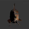 Vibrant Fish With Orange Red Stripes And Detailed Fins On Dark Reflective Surface