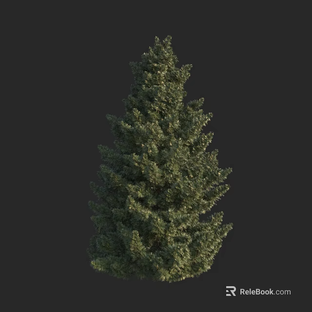 Tall Evergreen Arbor With Thick Trunk Dense Foliage And Lush Green Leaves 3d model 