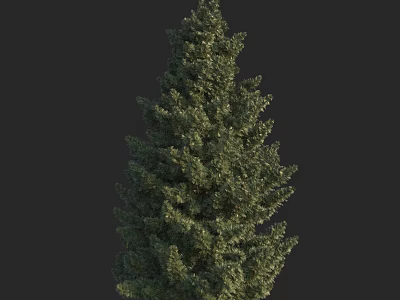 Tall Evergreen Arbor With Thick Trunk Dense Foliage And Lush Green Leaves 3d model