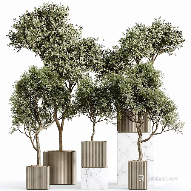 Bonsai Plants In Wooden And Marble Planters With Lush Green Foliage 3d model 