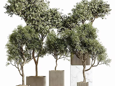 Bonsai Plants In Wooden And Marble Planters With Lush Green Foliage 3d model