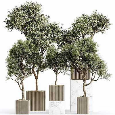 Bonsai Plants In Wooden And Marble Planters With Lush Green Foliage 3d model
