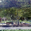 Scenic Feature Wall in Park Area with Large Trees Stone Platform Seating and People