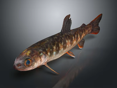 Brown Spotted Fish With Large Eyes Fins Tail And Shiny Scales On Dark Background 3d model