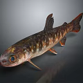 Brown Spotted Fish With Large Eyes Fins Tail And Shiny Scales On Dark Background