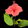 Vibrant Red Hibiscus Flower With Lush Green Leaves On Black Background