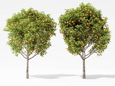 Two Trees with Orange Fruits Lush Green Leaves and Slender Trunks 3d model