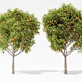 Modern Orange Tree Fruit Tree Orange Tree Lemon Tree Persimmon Tree Pomegranate Tree Landscape Tree Arbor 3d model