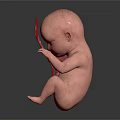Human Fetal Development Stages With Progressive Growth Models And Umbilical Cord