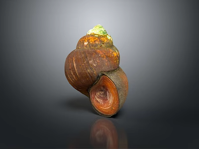 Aquatic Snail Shell With Brown Orange Green Textured Shiny Surface On Dark Background And Reflection 3d model