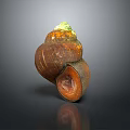 Aquatic Snail Shell With Brown Orange Green Textured Shiny Surface On Dark Background And Reflection 3d model
