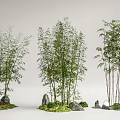 Tall Bamboo Plants Arranged With Decorative Stones And Green Moss In Natural Scene