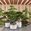 Bonsai Plants In White Planters With Lush Green Foliage And Wooden Wall Background