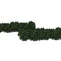 Green Ground Cover Plants With Dense Foliage For Landscape Garden Use