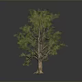 Isolated Tree With Thick Trunk Lush Green Canopy Against Dark Background