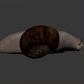 Close Up Of Brown Snail With Spiral Shell And Long Antennae On White Background 3d model