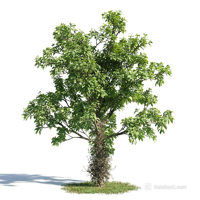 Lush Tree With Dense Green Leaves And Sturdy Trunk In Natural Setting 3d model 