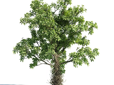 Lush Tree With Dense Green Leaves And Sturdy Trunk In Natural Setting 3d model