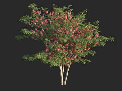 Ornamental Tree With Green Leaves And Pink Flowers On Light Colored Trunks 3d model