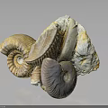Detailed Ancient Marine Ammonite Fossils With Spiral Shell Structures And Varied Colors
