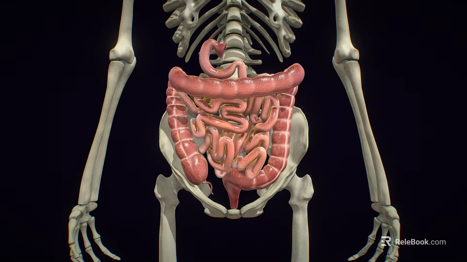 Medical Device Anatomical Model Displaying Human Skeleton And Digestive Organs 3d model 