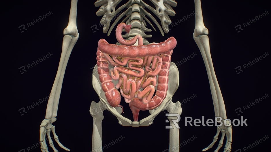 Medical Supplies Large Intestine Small Intestine Medical Supplies Human Organs and Tissues model