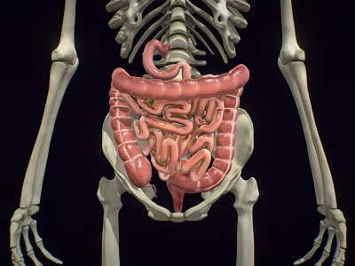 Medical Device Anatomical Model Displaying Human Skeleton And Digestive Organs 3d model