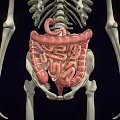 Medical Device Anatomical Model Displaying Human Skeleton And Digestive Organs