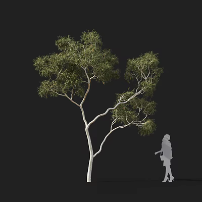 Tall Tree With White Trunk Green Leaves And Girl Silhouette Against Black Background 3d model