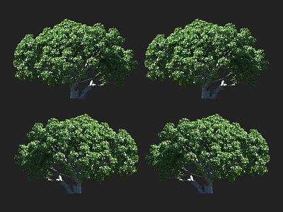 Four Lush Green Arbor Trees With Dense Canopy And Strong Trunks 3d model