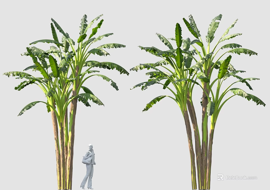 Tall Banana Trees With Lush Green Leaves And Standing Person Figure 3d model 