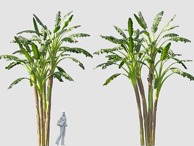 Tall Banana Trees With Lush Green Leaves And Standing Person Figure 3d model