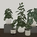 Indoor Monstera Potted Plants in Textured White Pots on Gray Cube Stands