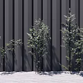 Trees with Different Sizes Green Leaves Slender Trunks Against Gray Vertical Striped Wall Light Ground