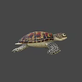 Colorful Sea Turtle With Red Brown Carapace And Spotted Flippers