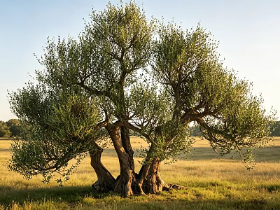 Olive Tree With Gnarled Trunks Lush Green Foliage In Open Grassland Under Golden Sunlight 3d model