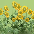 Bright Yellow Sunflowers Blooming With Green Leaves And Tall Stems In Garden