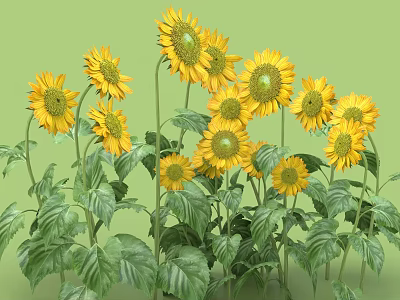 Bright Yellow Sunflowers Blooming With Green Leaves And Tall Stems In Garden 3d model